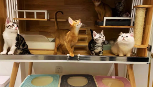 猫经济兴起：清华毕业生造“猫别墅”，售价超三线房价