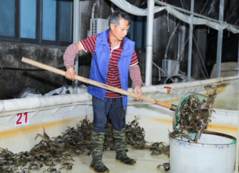 阿里丰收节发布成绩单：225万吨农产品全部卖出